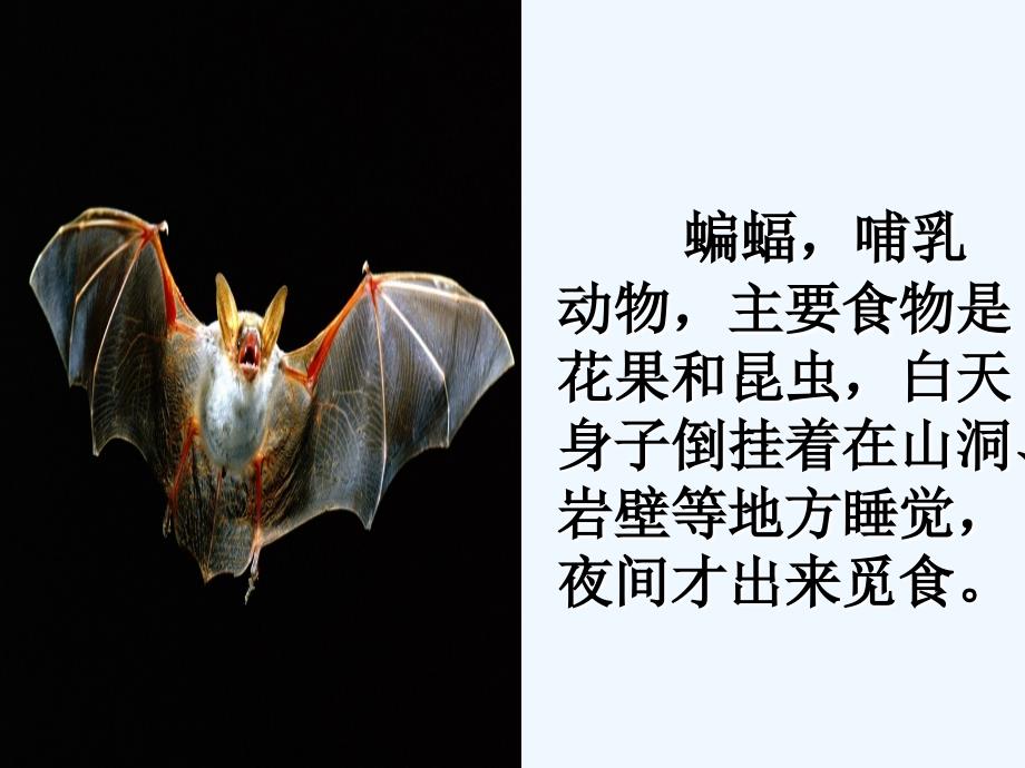 语文人教版四年级下册蝙蝠和雷达-ppt课件_第1页