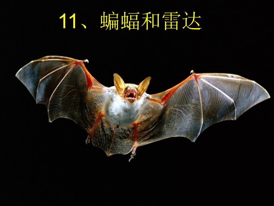 语文人教版四年级下册蝙蝠和雷达-ppt课件_第3页