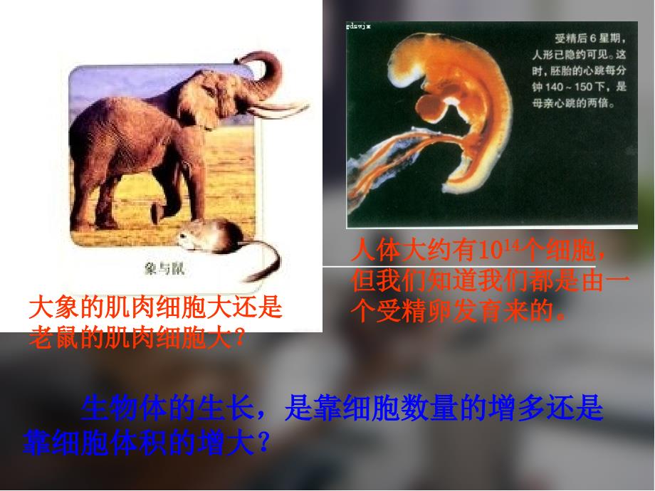 人教版高中生物必修一第六章第一节课件资料_第1页