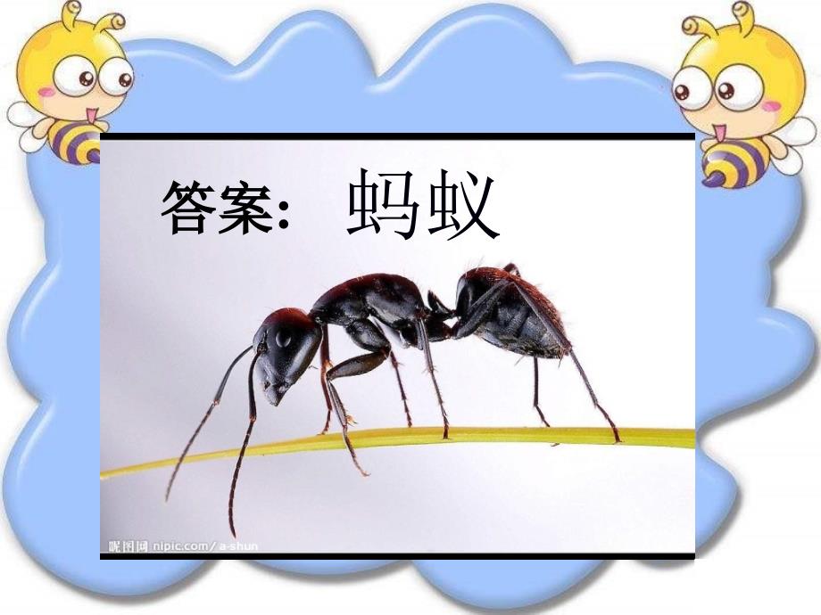 教科版科学三上《蚂蚁》PPT课件6_第2页