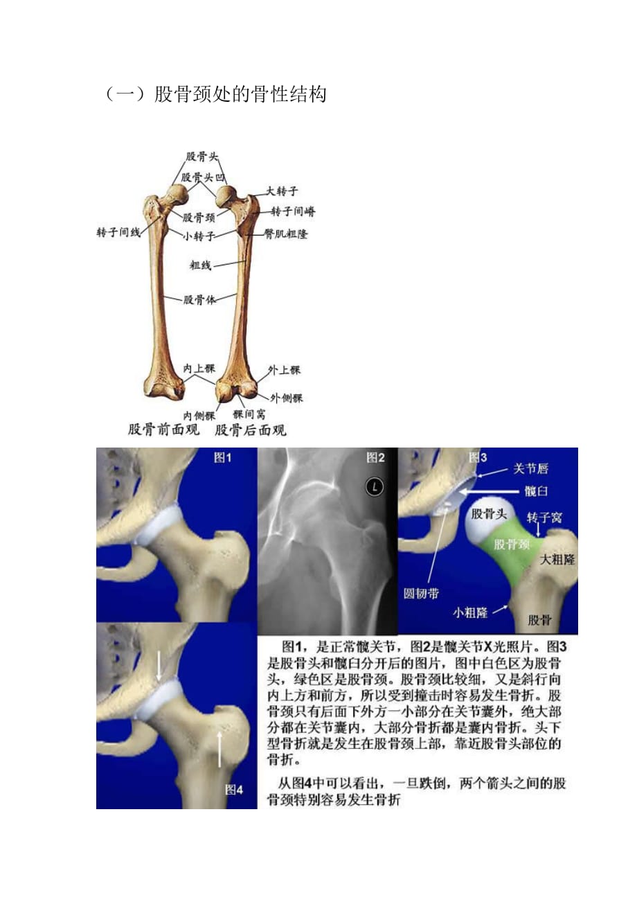 股骨颈骨折之应用解剖资料_第3页