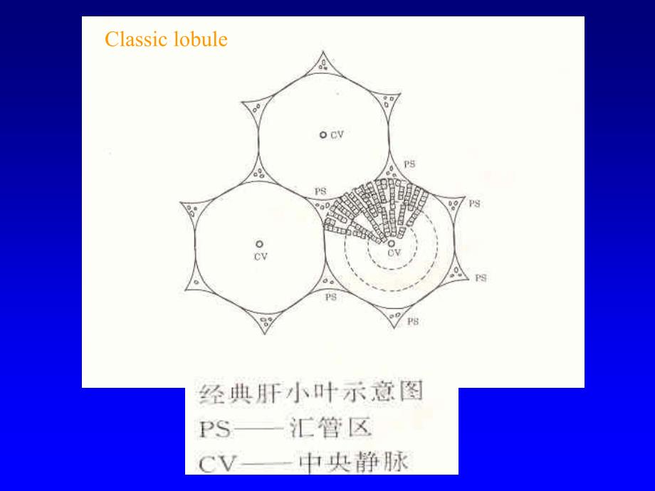 慢性肝炎分级分期资料_第3页