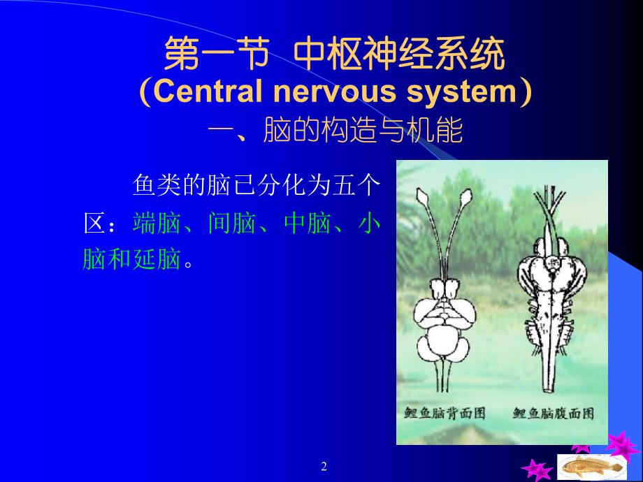 鱼类学1.9第九章--神经系统_第2页