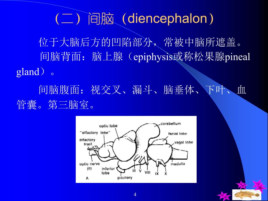 鱼类学1.9第九章--神经系统_第4页