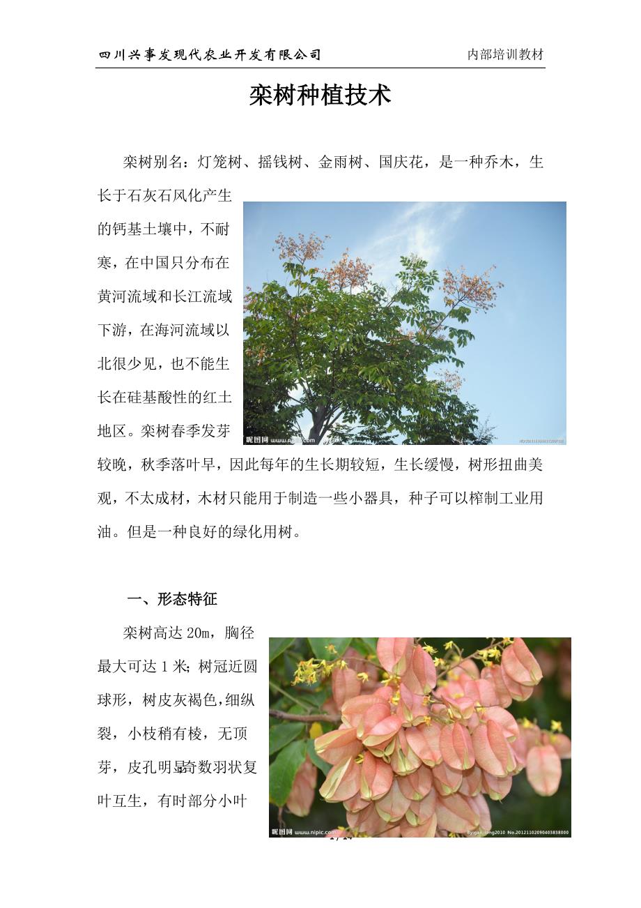 栾树种植专业技术_第1页