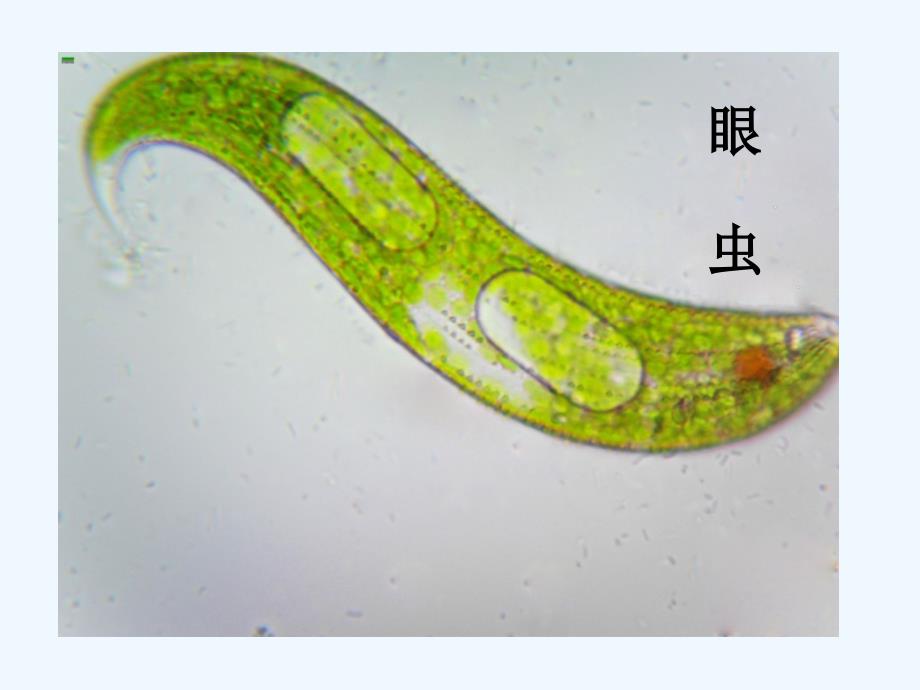 2016-2017七年级生物上册 第二单元 第二章 第四节 单细胞生物教学 （新）新人教_第1页