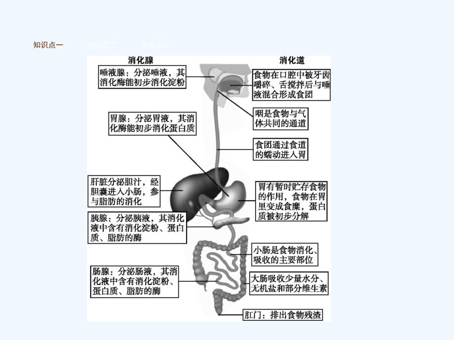 2017-2018七年级生物下册 3.1.2消化和吸收 （新）济南_第3页