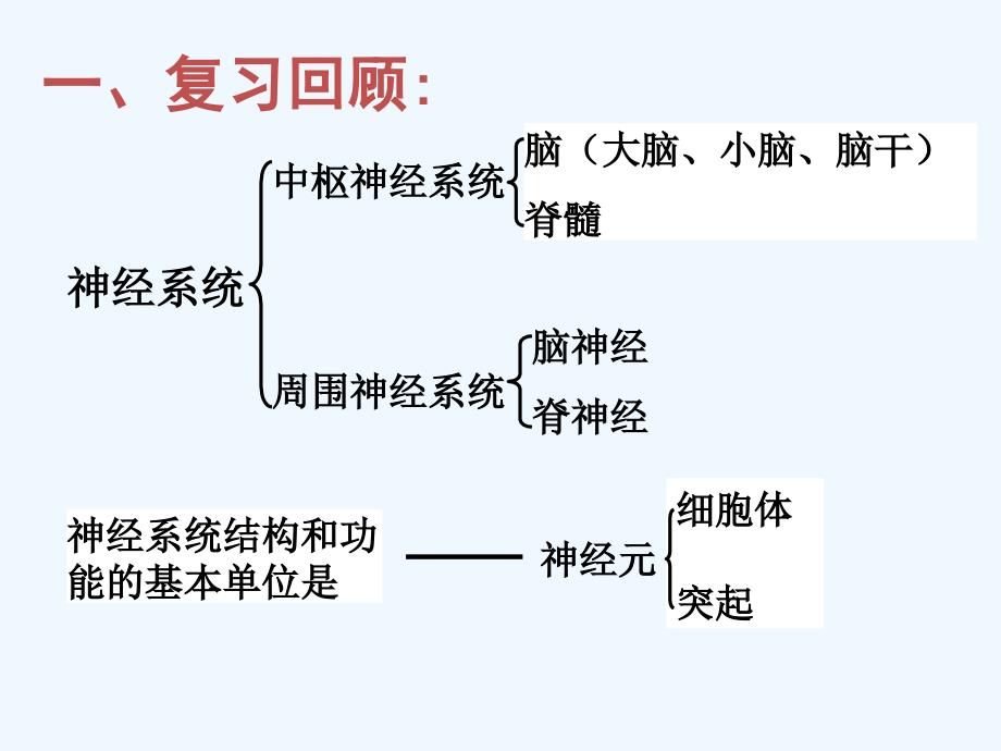 （精品教育）《一、神经调节的基本方式——反射》课件_第2页