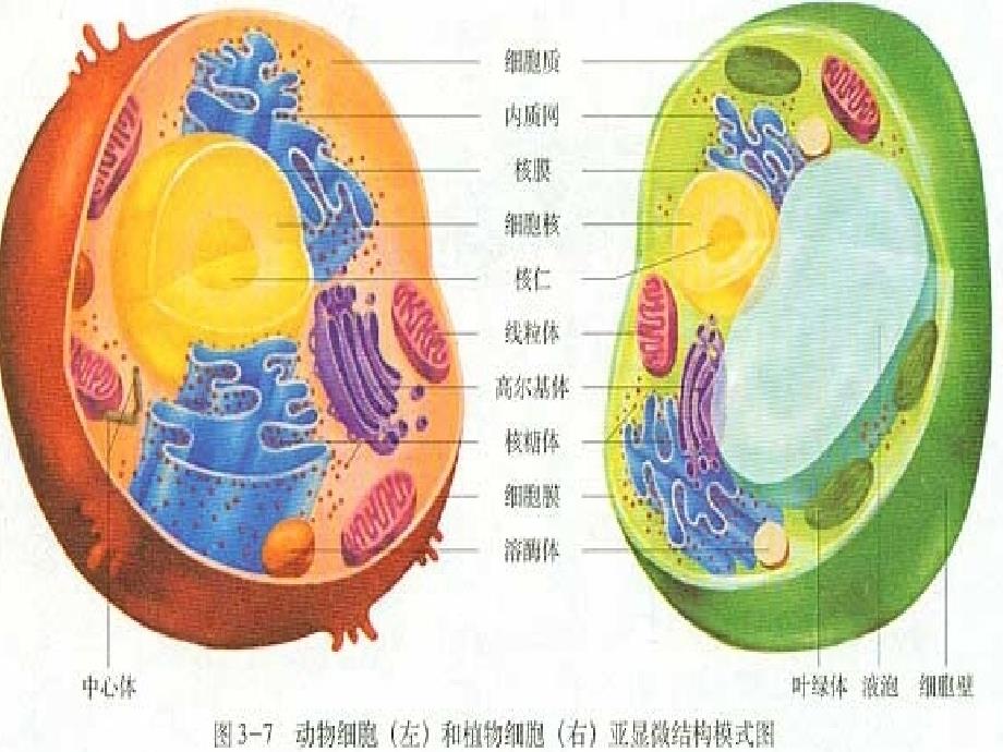 2017高中生物dna和蛋白质技术5.1dna的粗提取与鉴定1新人教选修1_第3页