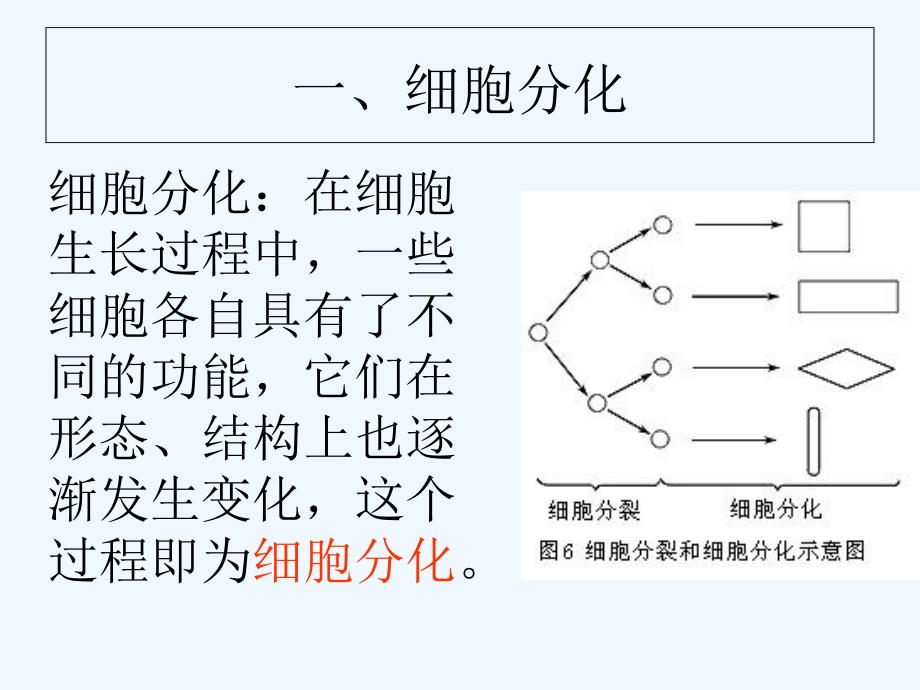 2017-2018七年级生物上册 第二单元 第二章 第三节《植物体的结构层次》 （新）新人教_第3页