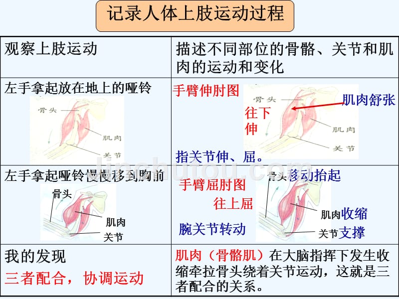 （精品教育）《骨骼、关节和肌肉》课件2_第3页