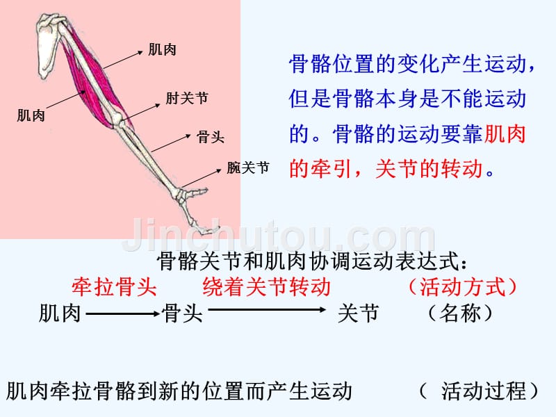 （精品教育）《骨骼、关节和肌肉》课件2_第4页