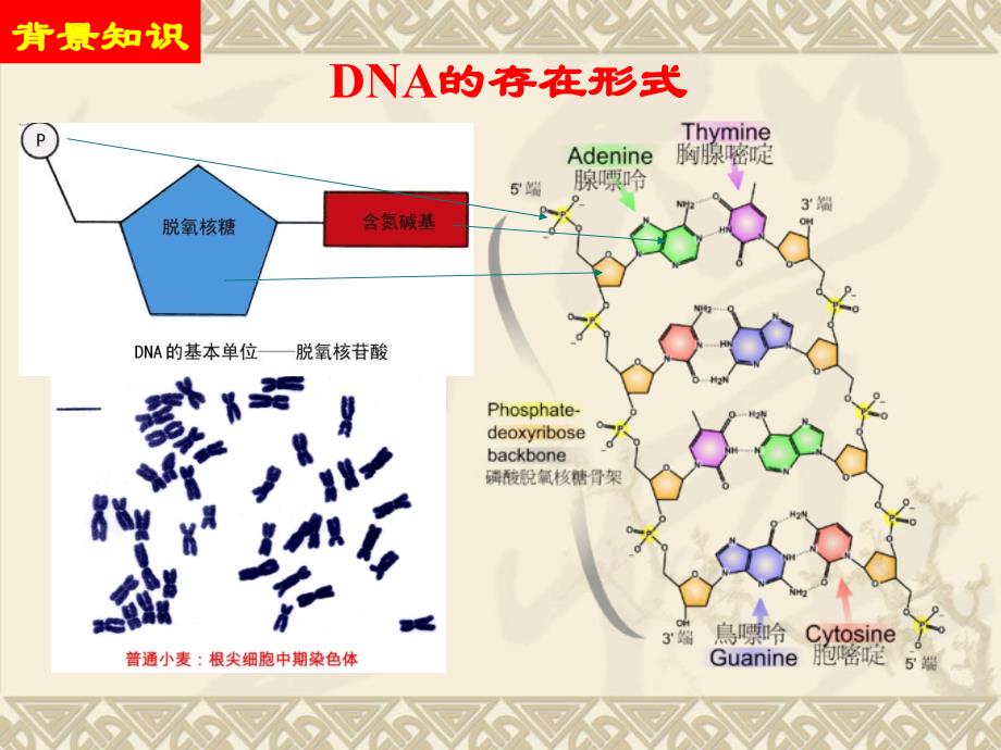 实验四 动物血液基因组dna的提取_第4页