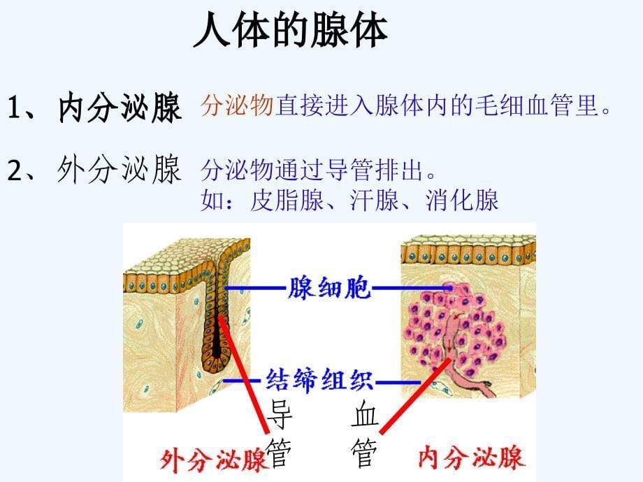 2017高中生物第二册第5章生物体对信息的传递和调节5.3内分泌系统中信息的传递和调节1沪科_第5页