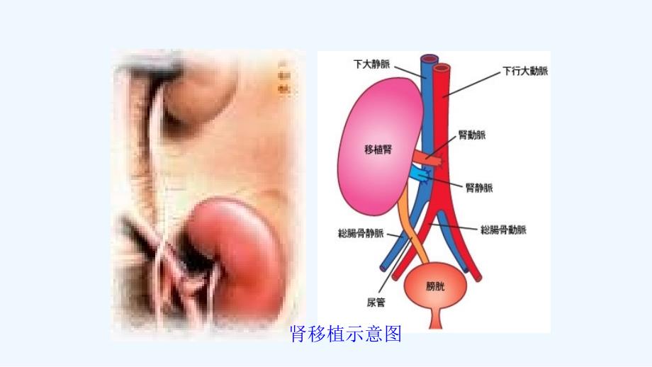 七年级生物下册 4.11.2 尿的形成与排出 （新版）北师大版_第4页