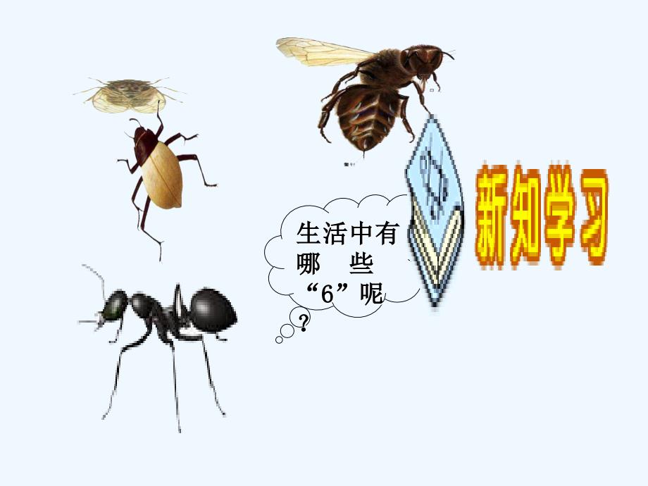 二年级数学上册3.56的乘法口诀3苏教_第3页