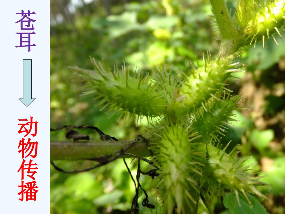 （教育精品）《植物妈妈有办法》苍耳的办法_第2页