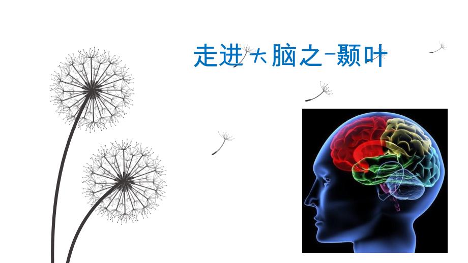 大脑颞叶解剖及病损定位_第1页