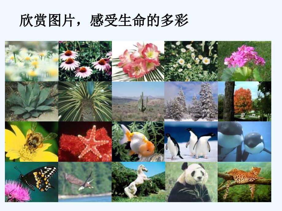 （教育精品）生物多样性_第2页