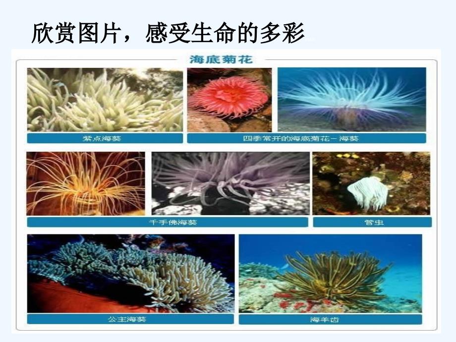 （教育精品）生物多样性_第3页