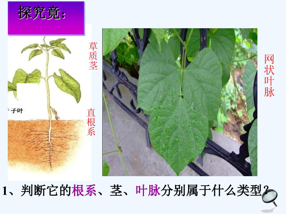 七年级生物上册 1.3.6 被子植物 双子叶植物 （新版）冀教版_第2页