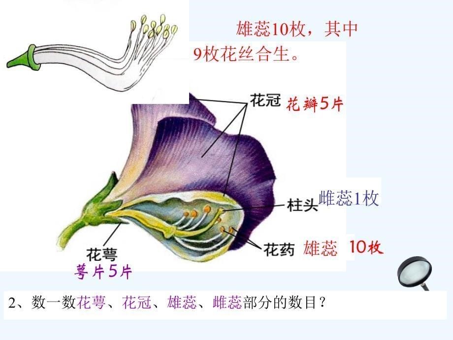 七年级生物上册 1.3.6 被子植物 双子叶植物 （新版）冀教版_第5页