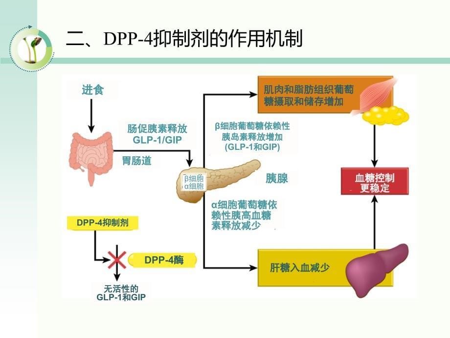 dpp-4抑制剂概述_第5页