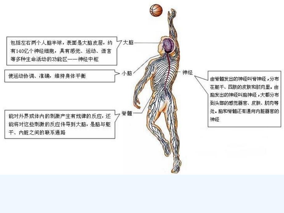 七年级生物下册第6章人体生命活动的调节复习（新）新人教_第4页