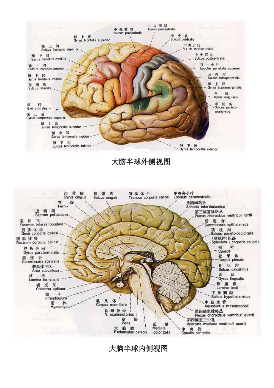 超详细大脑结构分 区图_第1页