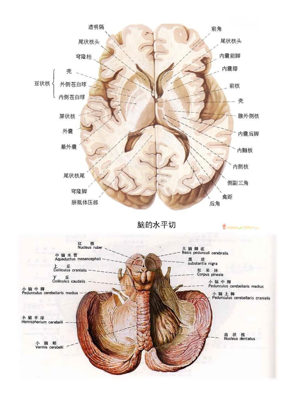 超详细大脑结构分 区图_第4页