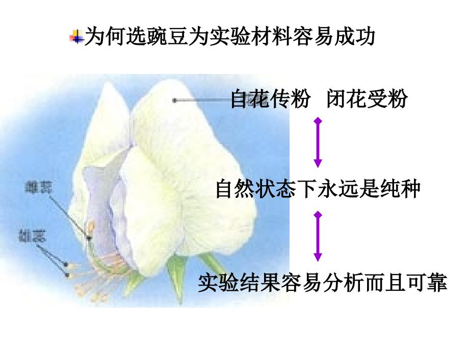 高中生物必修2第1章第1节孟德尔杂交实验_第4页