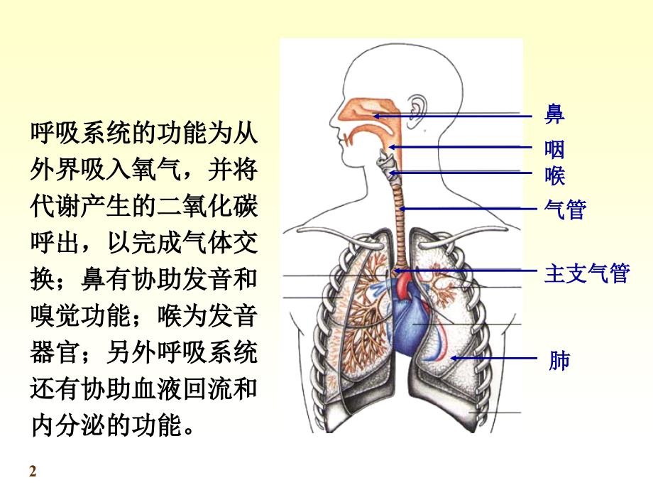 系统解剖学呼吸 系统_第2页