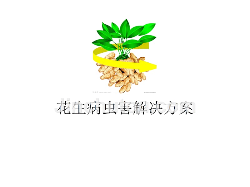 花生病虫害项目解决方案_第1页