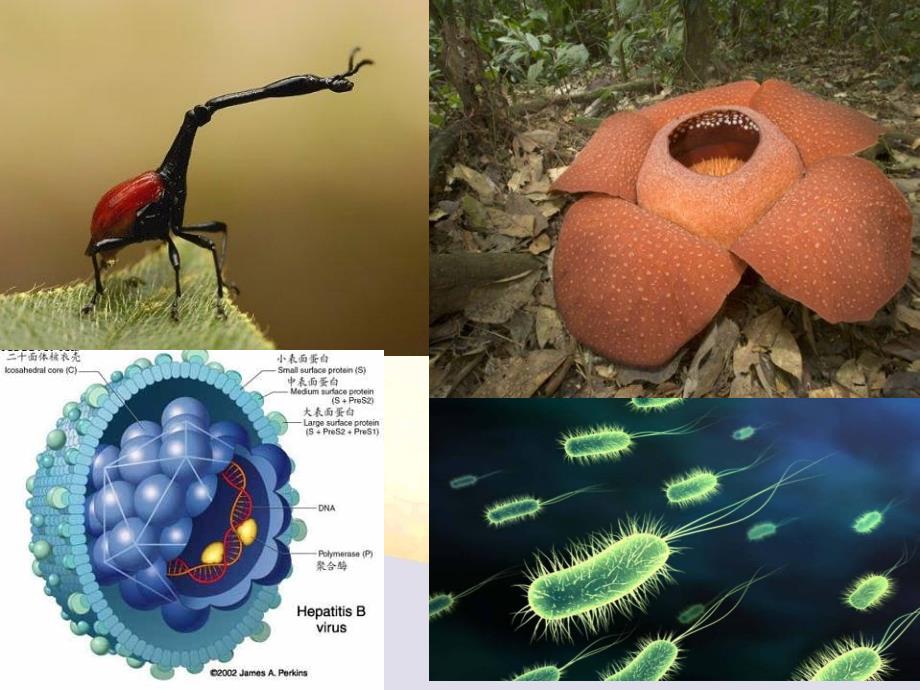 必修二五生物多样性统一性和进化_第3页