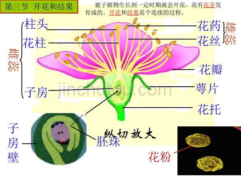 七年级上册-第三单元-生物圈中的绿色植物-2._第1页