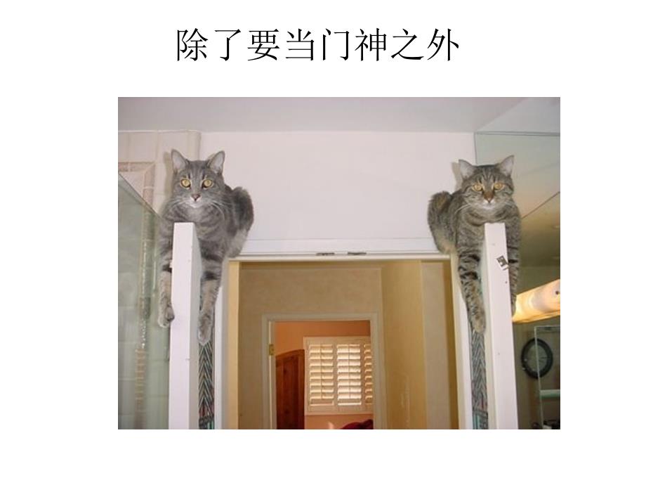 当只猫也不容易_第1页