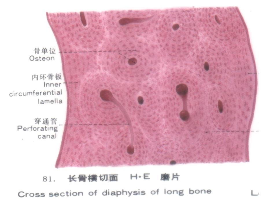 组织胚胎学-组织(tang2007)3._第3页