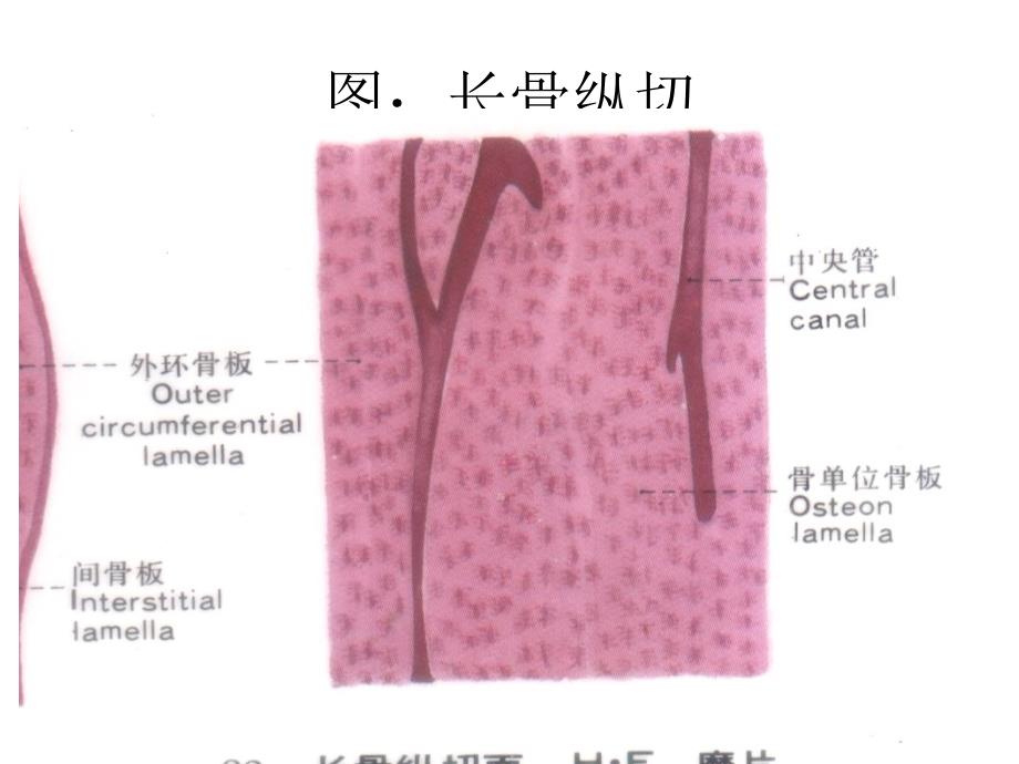 组织胚胎学-组织(tang2007)3._第4页