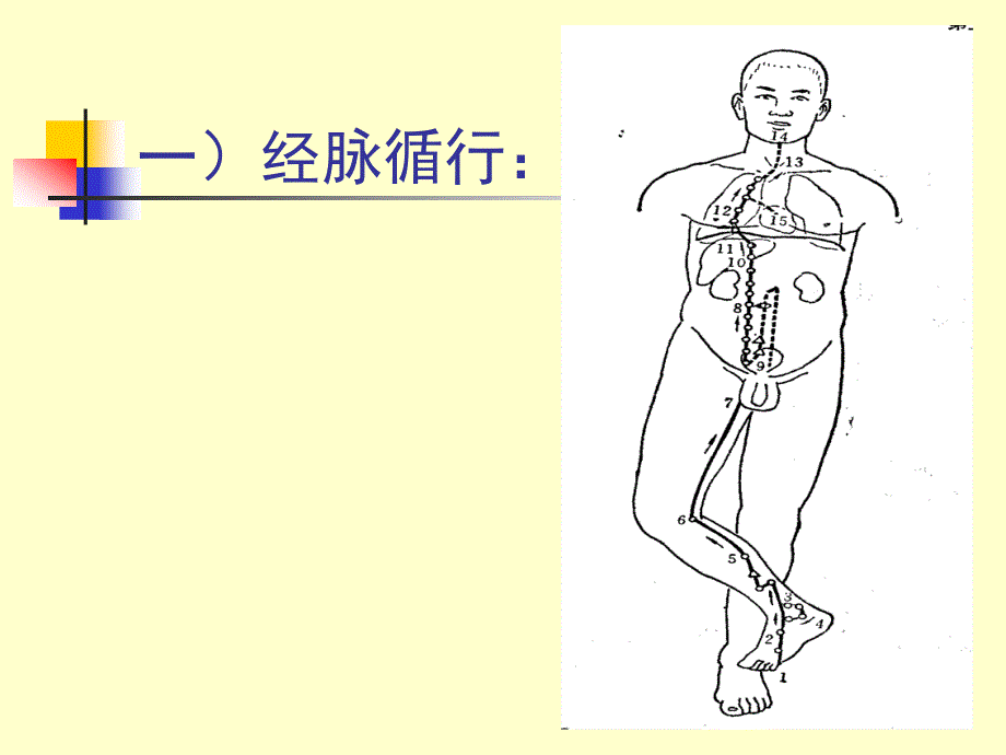 医学课件《针灸学》10足少阴肾经_第3页