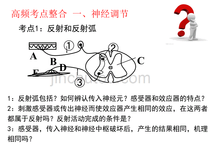 二轮复习-动物和人体生命活动的调节._第4页