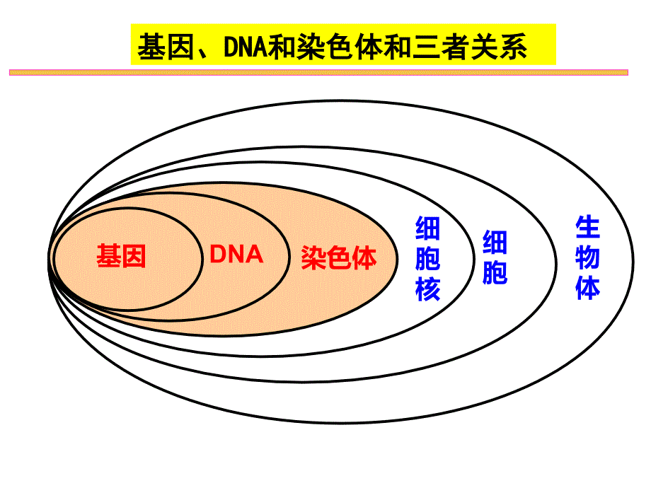 基因在亲子代间的传递自己的_第4页