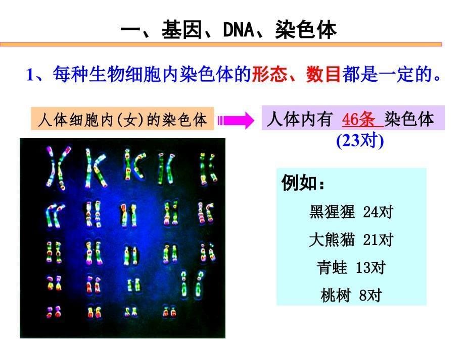 基因在亲子代间的传递自己的_第5页