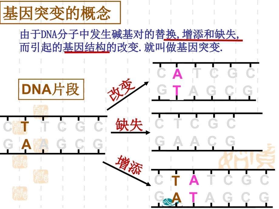 一轮复习基因突变_基因重组_染色体变异._第5页