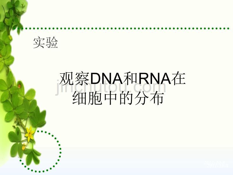 实验dna和rna在细胞中的分布_第1页