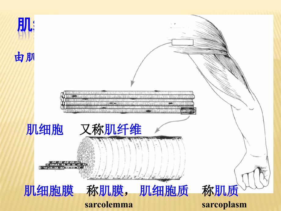 医学课件《组织胚胎学》肌、神经组织_第3页