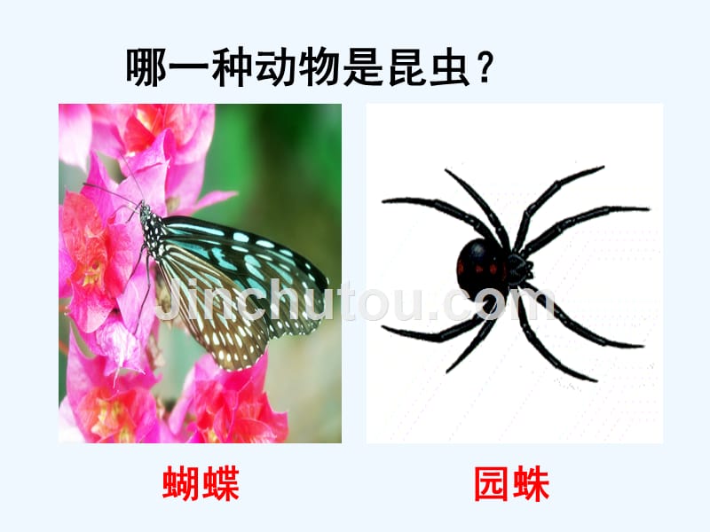 北京2016-2017学年八年级生物下册第七单元第一章第二节昆虫的生殖和发育（新）新人教_第5页