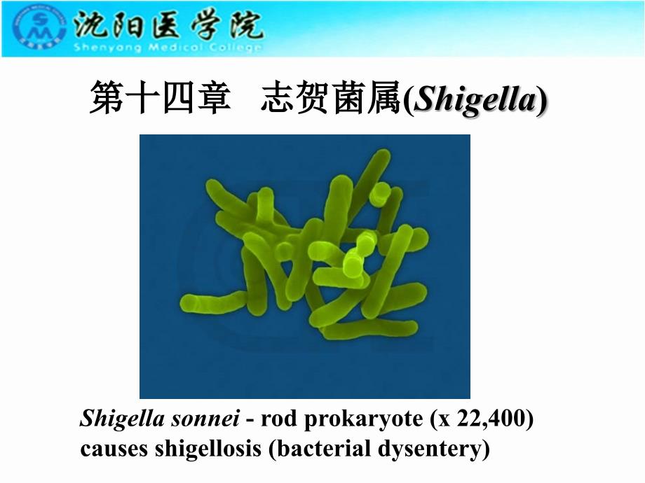 志贺菌属医学微生物学_第1页