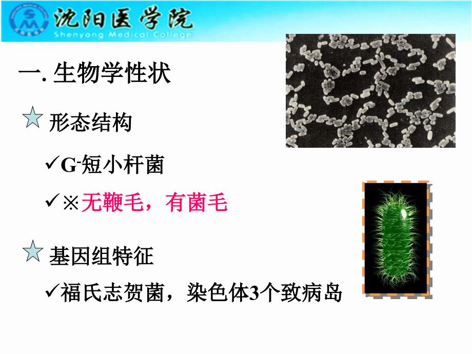 志贺菌属医学微生物学_第2页