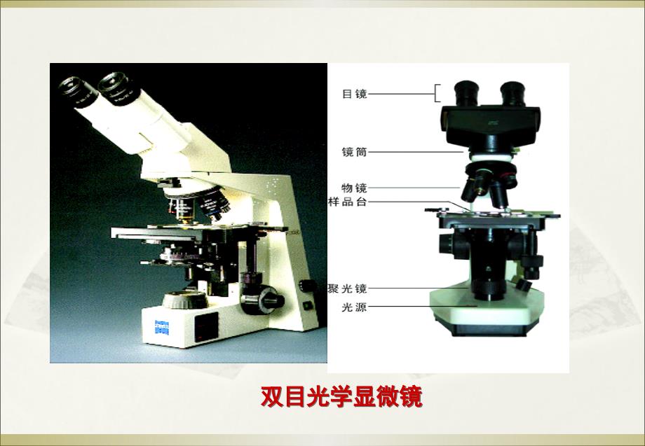实训一显微镜的使用_第3页