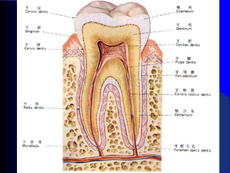 牙体牙髓病[新版]_第2页
